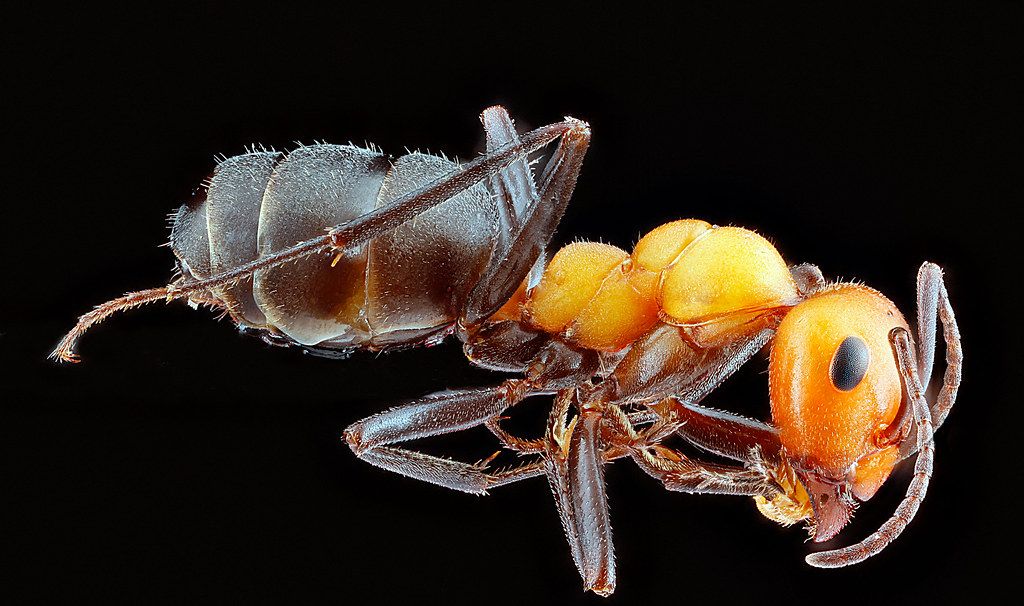 Ant Control service in Cary, NC