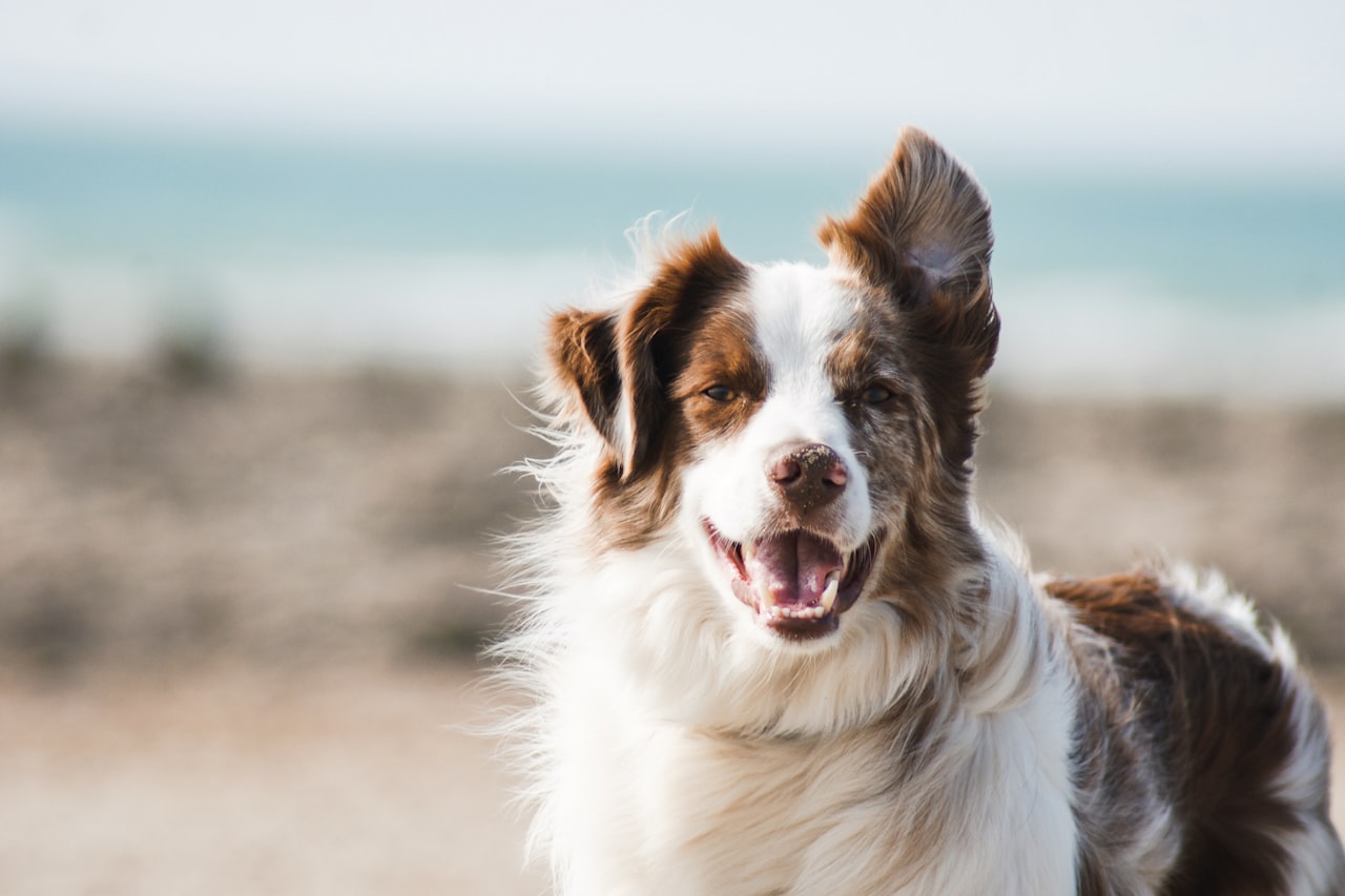 Flea & Tick Control service in Cary, NC