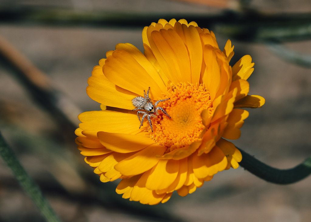 Spider Control service in Cary, NC